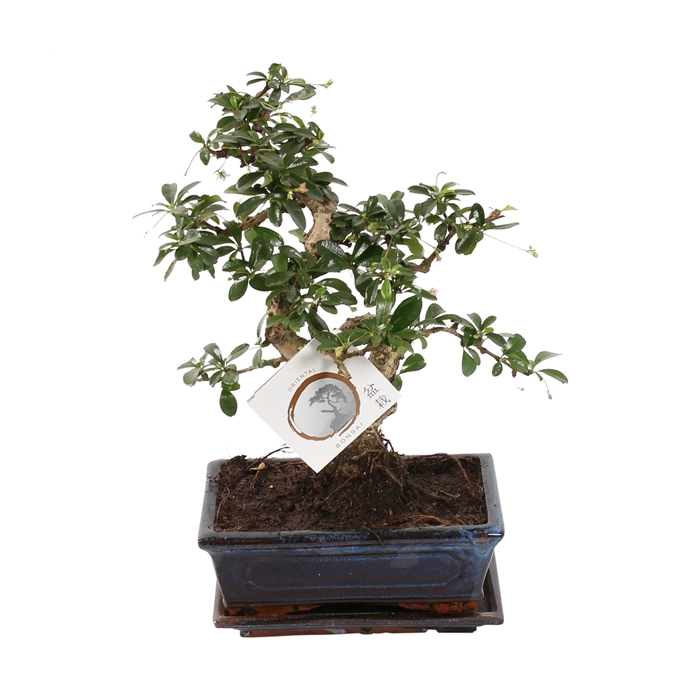 <h4>Bonsai 'Carmona macr.' in ø20cm Ceramic S-Shape with Saucer</h4>