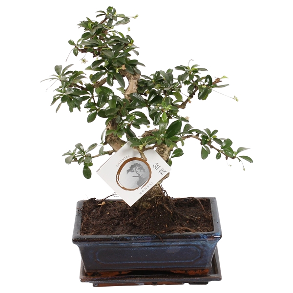 <h4>Bonsai 'Carmona macr.' in ø20cm Ceramic S-Shape with Saucer</h4>