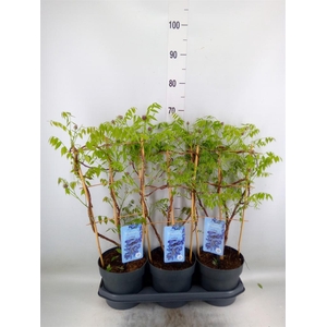 Wisteria frutes. 'Amethyst Falls'