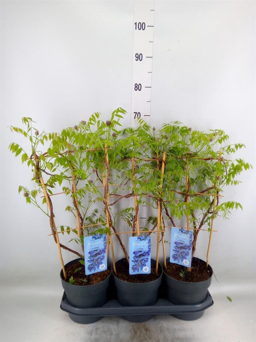 <h4>Wisteria frutes. 'Amethyst Falls'</h4>