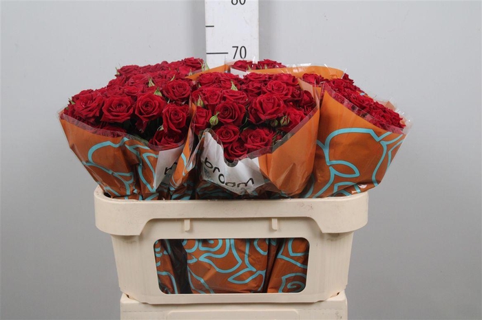 <h4>R Tr Rubicon</h4>