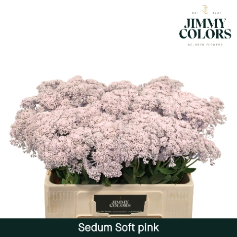 Sedum L55 Klbh. Licht roze