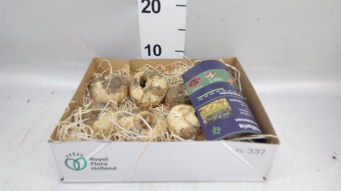 <h4>Fritillaria  ...flowerbulbs</h4>
