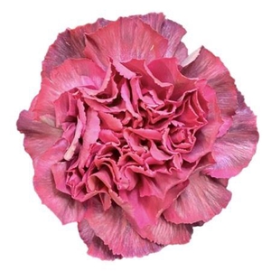 DI ST MACARON THRILL