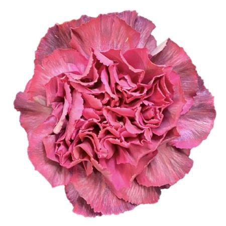 <h4>DI ST MACARON THRILL</h4>