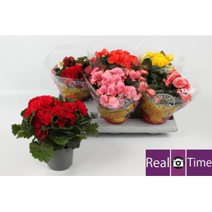 BEG DU GEM