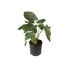 ALOCASIA PRINCEPS P15