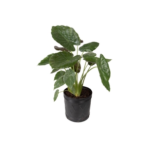 ALOCASIA PRINCEPS P15