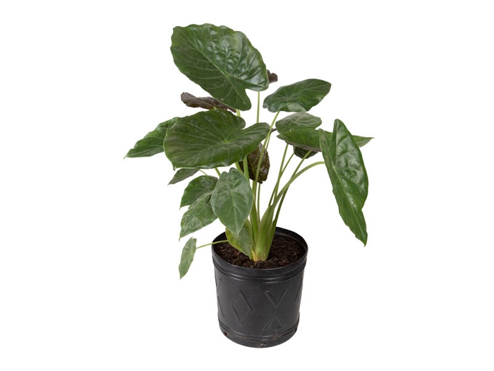 ALOCASIA PRINCEPS P15
