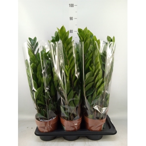 Zamioculcas zamiifolia