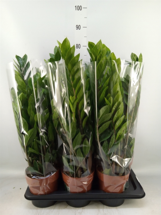 <h4>Zamioculcas zamiifolia</h4>