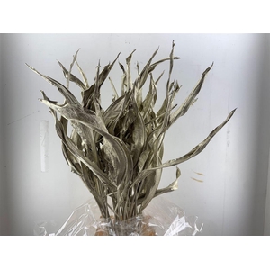 Dried Strelitziablad Platina P Stem