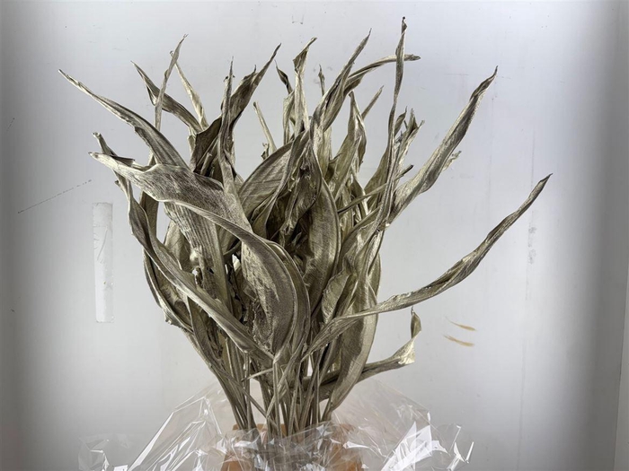 <h4>Dried Strelitziablad Platina P Stem</h4>