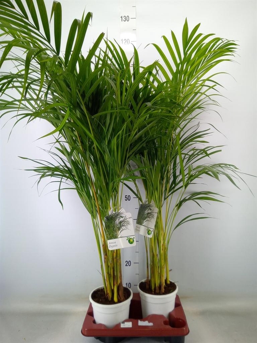 <h4>Dypsis lutescens   ...Chrysalidoca</h4>