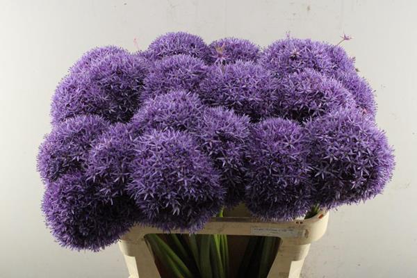 <h4>Allium Globemaster (x21)</h4>