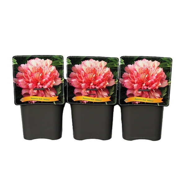 <h4>Paeonia Itoh 'Hillary' C5</h4>