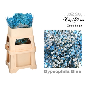 GYPS PA BLUE
