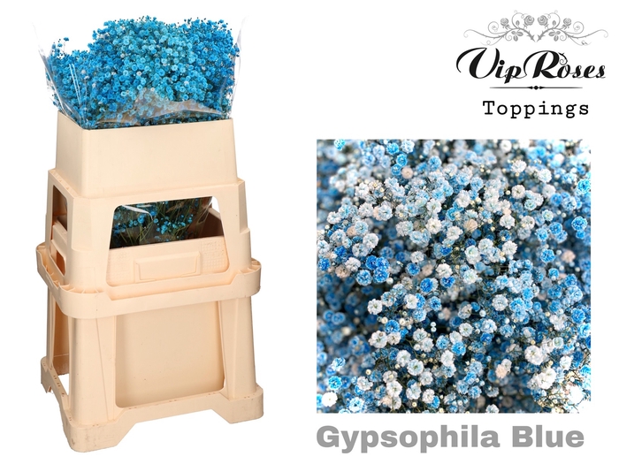 GYPS PA BLUE