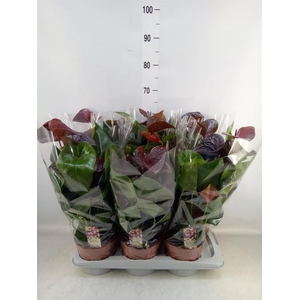 Anthurium andr. 'Essencia'