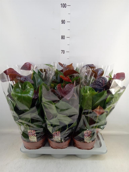 <h4>Anthurium andr. 'Essencia'</h4>