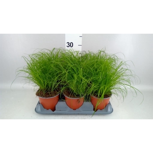 Cyperus alternifolius 'Zumula'