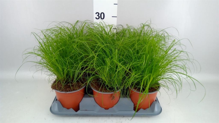 <h4>Cyperus alternifolius 'Zumula'</h4>
