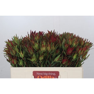 Leucadendron Blush Spray