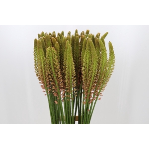 Eremurus Cleopatra