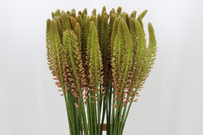 <h4>Eremurus Cleopatra</h4>
