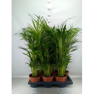 Dypsis lutescens   ...Chrysalidoca