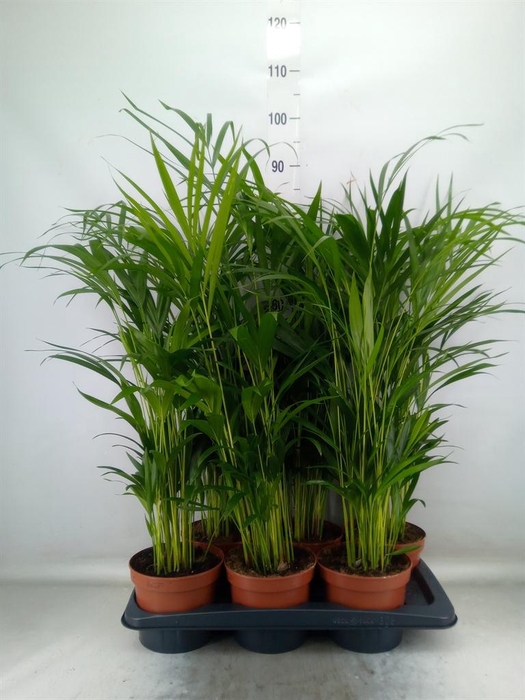 <h4>Dypsis lutescens   ...Chrysalidoca</h4>