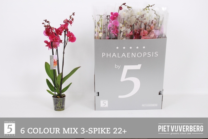 <h4>PHAL GEM 6 KL</h4>