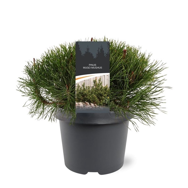 <h4>Pinus mugo mughus</h4>