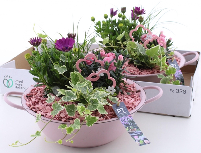 <h4>ARR TUINPLANTEN</h4>