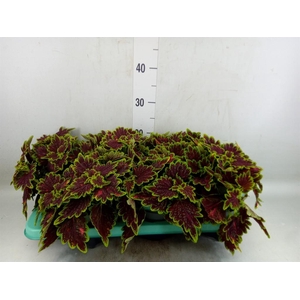 Plectranthus col. 'MSt Bourbon Str'