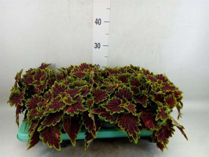 <h4>Plectranthus col. 'MSt Bourbon Str'</h4>