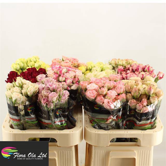 <h4>R Tr Mix X50 Flora Ola</h4>