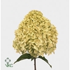 HORT PANICULATA LIMELIGHT HYDR PA L