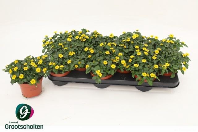 <h4>SANV PROCUMBENS</h4>