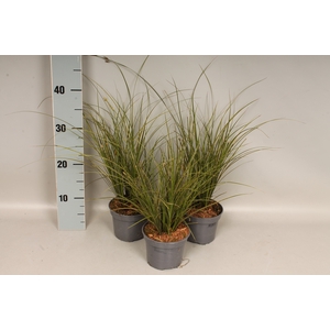 Overig 12 cm Carex brunnea Honeymoon