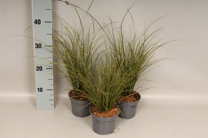 Overig 12 cm Carex brunnea Honeymoon