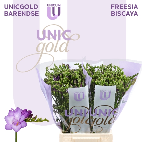 <h4>UG Barendse - Biscaya 52cm</h4>