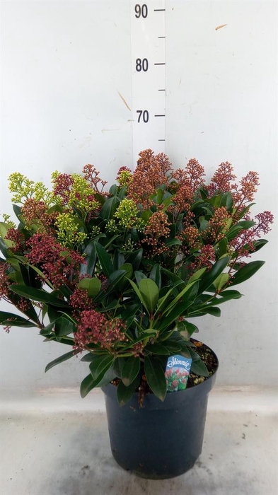 <h4>Skimmia jap.</h4>
