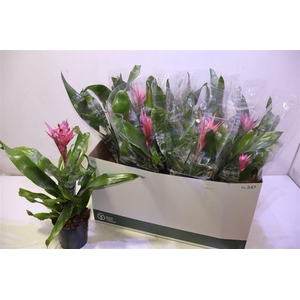 Aech Fas Primera
