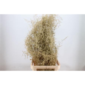 Asparagus Wild Copper