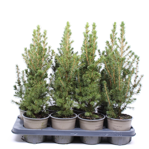 <h4>Picea glauca 'Conica'</h4>