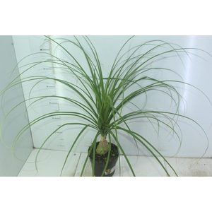 BEAUCARNEA P17