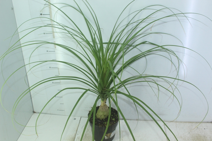 <h4>BEAUCARNEA P17</h4>
