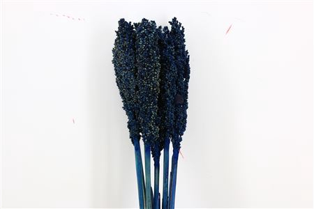 <h4>DRIED SORGHUM 6PC D BLUE BUNCH</h4>