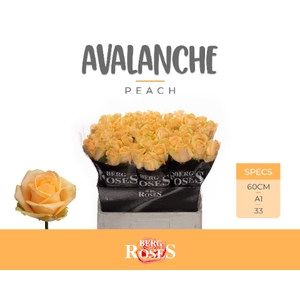 R GR AVALANCHE PEACH+